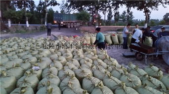 200噸飼料棗、爛棗、棗皮批發(fā) 樂陵市海豐飼料原料銷售中心價(jià)格優(yōu)勢(shì)與產(chǎn)品實(shí)拍